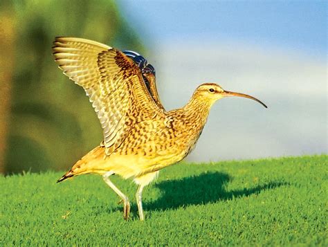 endangered-birds-3 - Ke Ola Magazine