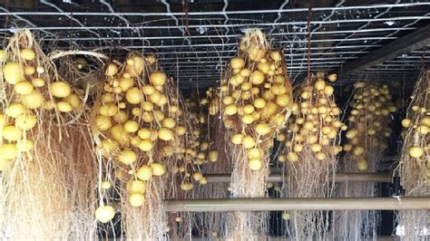 Modern Potato Agriculture Technology - Aeroponics Potato Farming ...