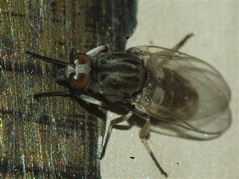 Black Fly Simulium Bugguidenet