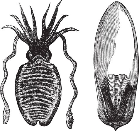 Common Cuttlefish Or Sepia Officinalis Vintage Engraving Bones Rugosa
