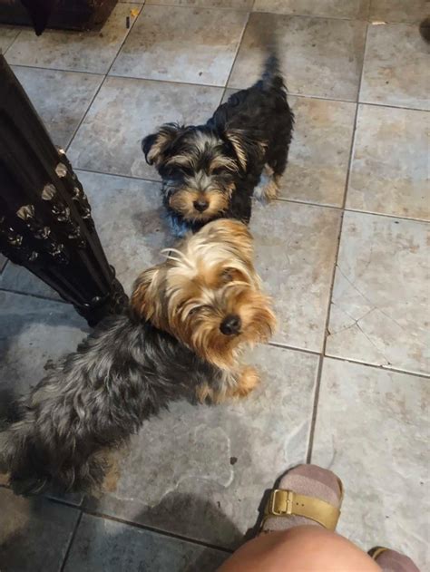 Gorgeous Purebred Mini Yorkies Dogs And Puppies For Rehoming Barrie