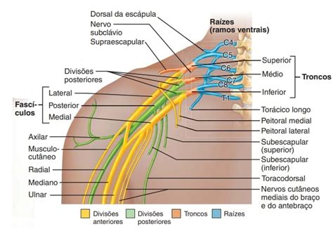 Resumo De Plexo Braquial Anatomia Fluxograma E Mais