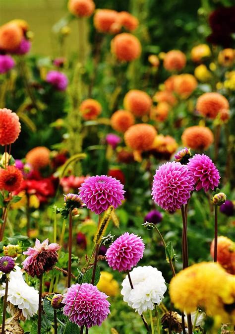 Flores Bonitas Para Regalar Y Su Significado Para Cada Ocasión