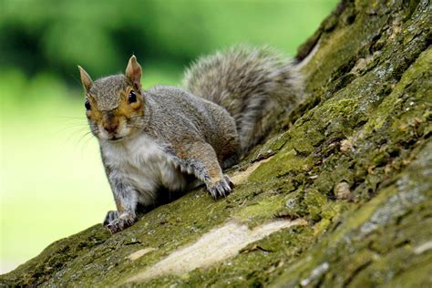 Squirrels Independent Pest Control And Hygiene Services