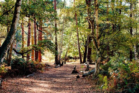 Shades Of Autumn Rspb Sandy Airwolfhound Flickr