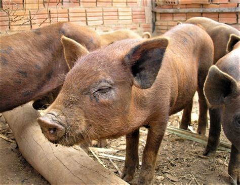 Conheça as principais raças nacionais de suínos Ruralbook