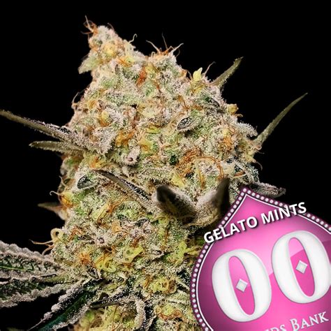 GELATO MINTS 3 Semi Femm 00 Seeds Santaplanta Grow Shop