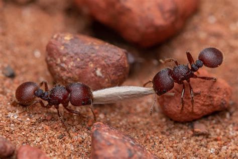 How Many Ants Live On Earth Scientists Came Up With An Answer