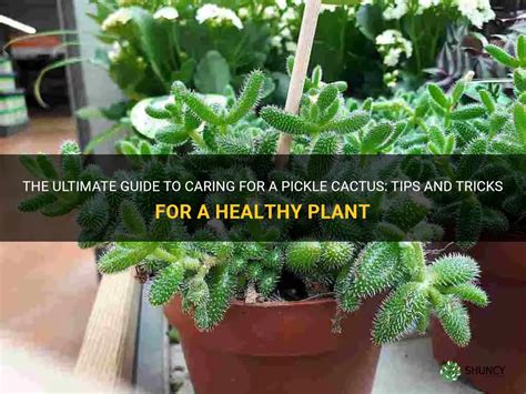 The Ultimate Guide To Caring For A Pickle Cactus Tips And Tricks For A