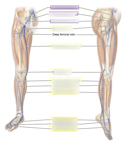 Veins Of The Legs Diagram Quizlet