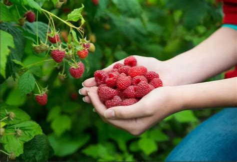 A Guide to Planting Raspberry Canes