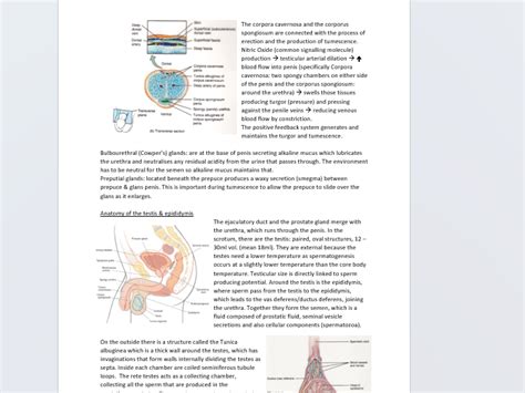 male  female reproductive systems teaching resources