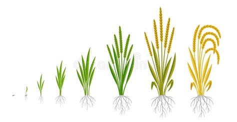 Barley Growing Stages Stock Illustrations – 37 Barley Growing Stages ...