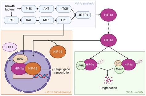 Genes Free Full Text Crosstalk Between Hypoxia And Extracellular