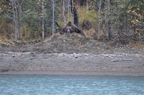 Dominant Bear On A Bear Carcass Photo