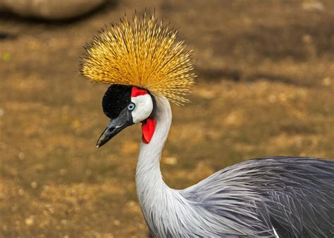 interesting crane bird  pexels  stock