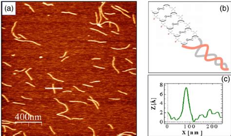 Color Online A AFM Image Of PT Poly DG Poly DC DNA On