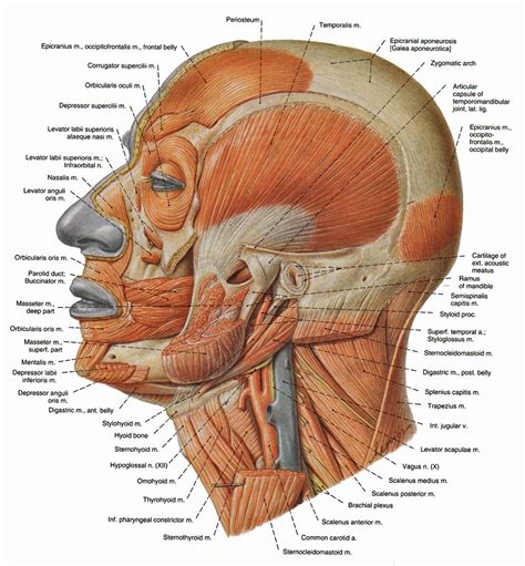 Anatomy Of The Cheek Anatomy Of Human Cheek Muscles Humananatomybody