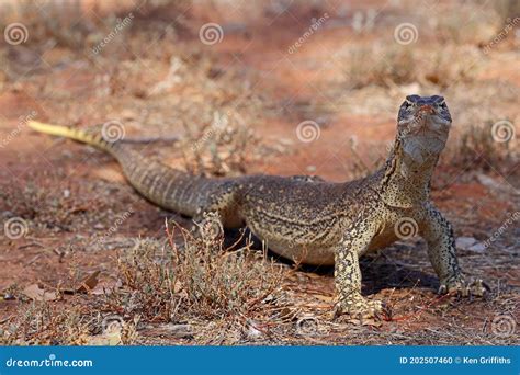 Sand Goanna Stock Photo Image Of Varanid Wildlife 202507460