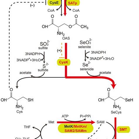 Pathway For Biosynthesis Of Free Selenoamino Acids Acetyl Coa Acetyl Download Scientific