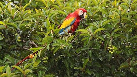 Guacamaya Roja Qué Es Características Hábitat Reproducción