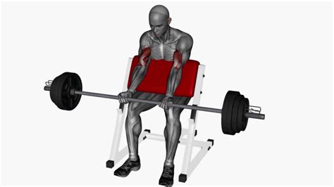 Master The Preacher Curl A Beginner S Guide To Barbell Bicep Blasting