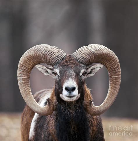 Mouflon Sheep Photograph by Brandon Alms - Pixels