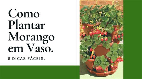 Como Plantar Morango Plante Os Seus E Fa A Varias Receitas