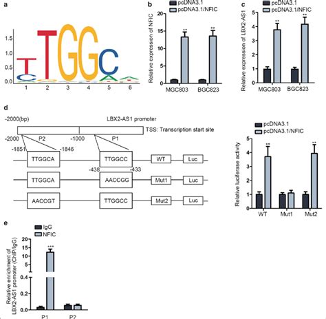 Nfic Activated Lbx As Transcription In Mgc And Bgc A The Dna