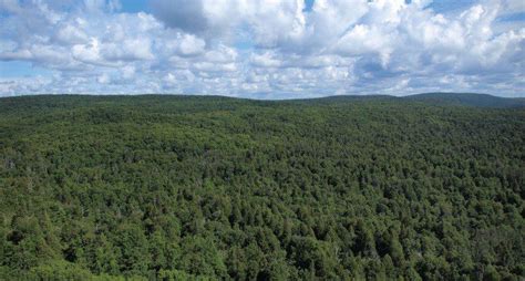 Boreal Forest – State of North America's Birds 2016