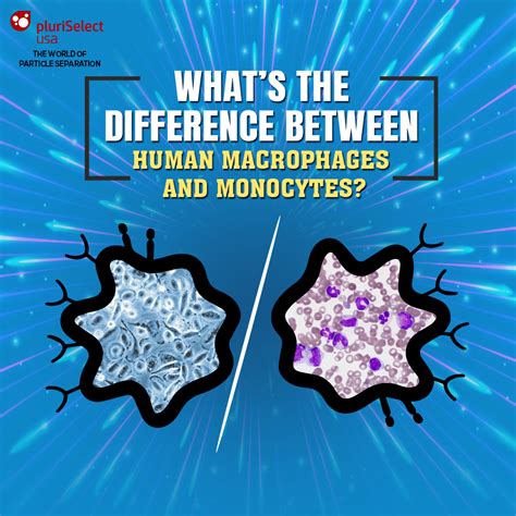 Whats The Difference Between Human Macrophages Monocytes