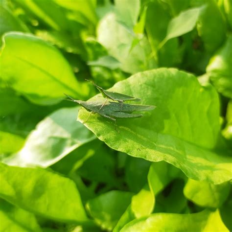 A Grasshopper On A Leaf Pixahive