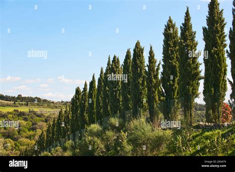 Mediterranean Cypress Tuscany Italy Europe Cupressus Sempervirens