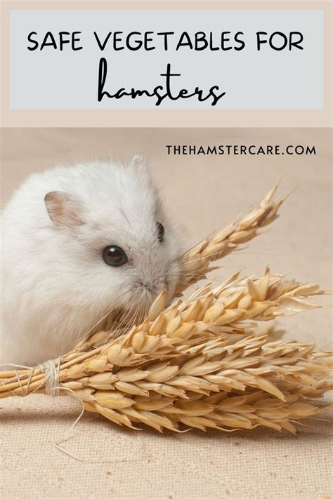 What Vegetables Can Hamsters Eat Healthy Food For Hamsters Artofit