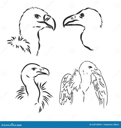 Drawing Of Vulture By Line Vulture Vector Stock Vector Illustration