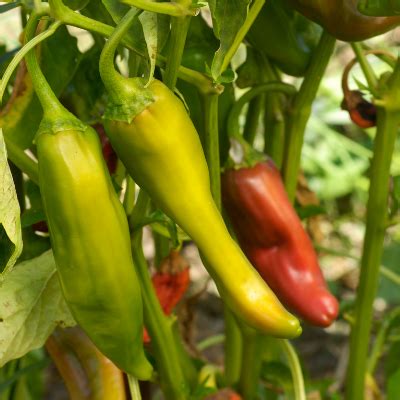 Anaheim Pepper Plants | Two Live Garden Plants | Non-GMO, Mild Hot Chi — Clovers Garden