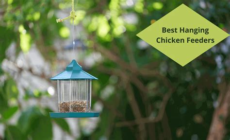 5 Best Hanging Chicken Feeders of 2022 - Sterling Springs Chicken