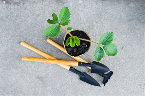 Plantas De Fresa Con Las Herramientas Que Cultivan Un Huerto Imagen De