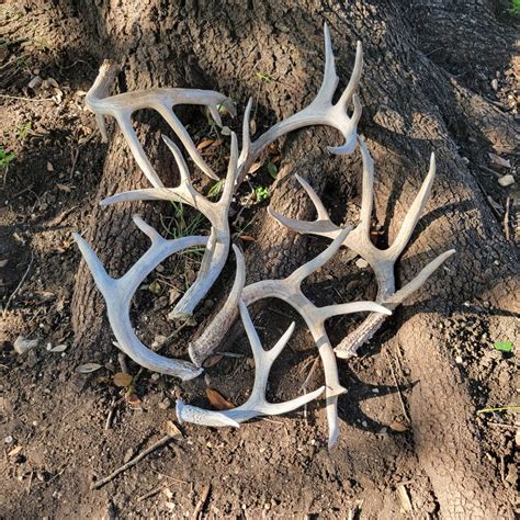 Grade B Bulk Deer Antlers Naturally Shed Antlers From Whitetail Deer