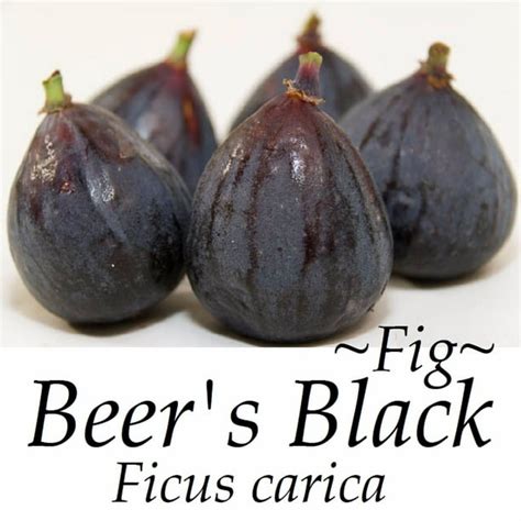 Beer's Black Fig Tree - Live Plant in a 2 Inch Pot - Ficus Carica ...