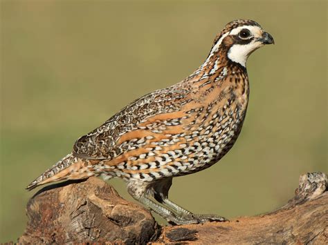 Northern Bobwhite North Carolina Bird Atlas