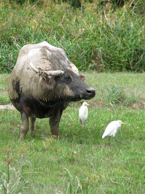 Water Buffalo:Introduction – MAMMALS OF BORNEO