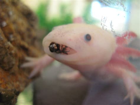 Axolotl's N Stuff: February 2011