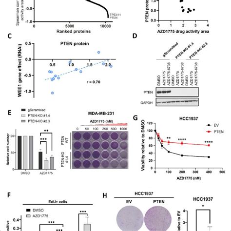 Pten Predicts Sensitivity And Response To Azd Monotherapy A