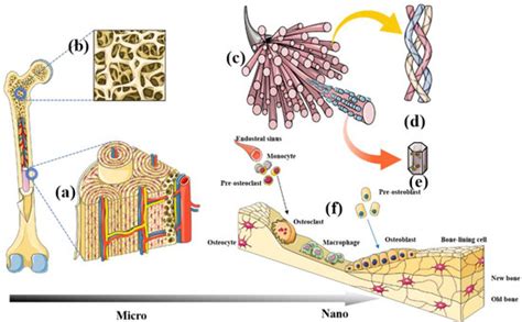 Nanomaterials Free Full Text Tissue Engineered Nanomaterials Play