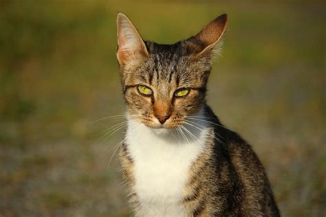 耳の動きで分かる猫の気持ち ねこちゃんホンポ