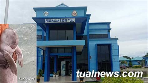 psdkp tak punya program bantu nelayan penemu ikan duyung media tual news