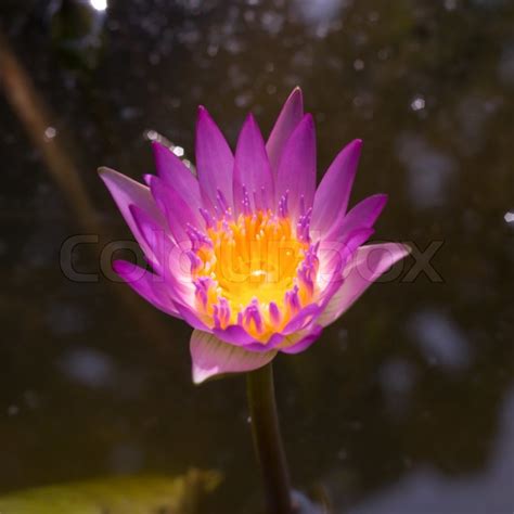 Pink Lotus Blomster I Thailand Stock Foto Colourbox