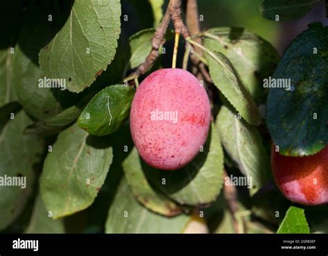 Reifende Pflaumen Fotos Und Bildmaterial In Hoher Aufl Sung Alamy