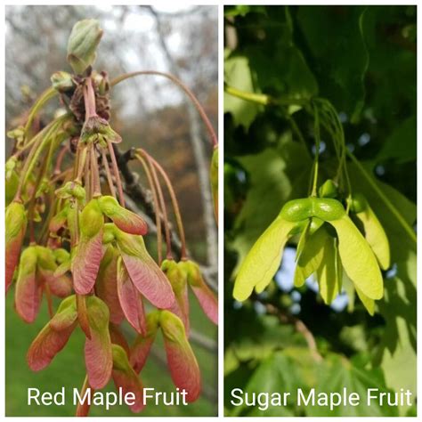 Red Maple Vs Sugar Maple Key Differences